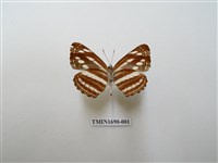 藏品(細帶環蛺蝶)的圖片